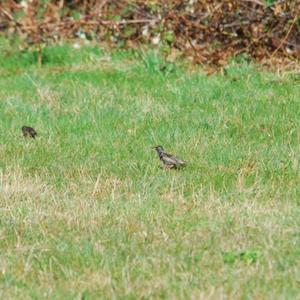 Common Starling