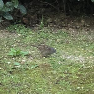 Hedge Accentor