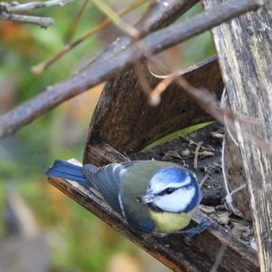 Blue Tit