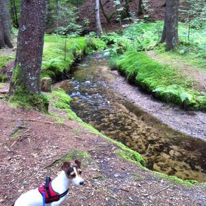 Jack Russell Terrier