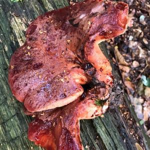 Beefsteak Polypore