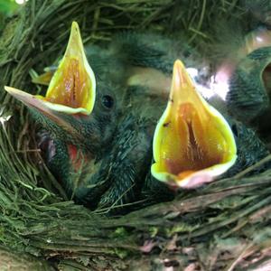 Eurasian Blackbird