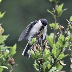 Great Tit