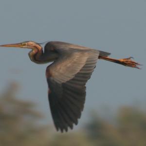 Purple Heron