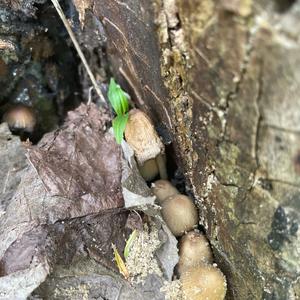 Entoloma sepium