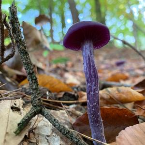 Amethyst Deceiver