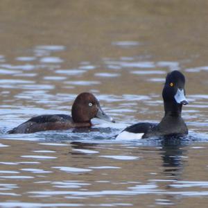 Ferruginous Duck