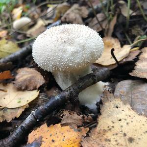 Pestle-shaped Puffball