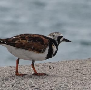 Ruddy Turnstone