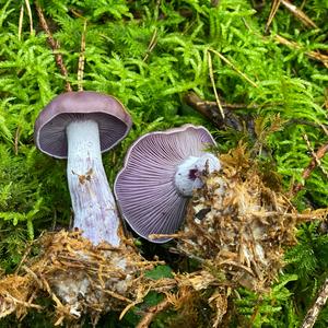 Wood Blewit