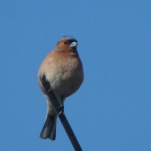 Eurasian Chaffinch