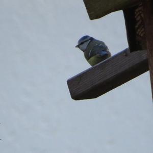 Blue Tit