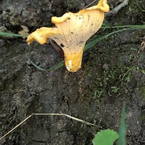 Chanterelle, Common