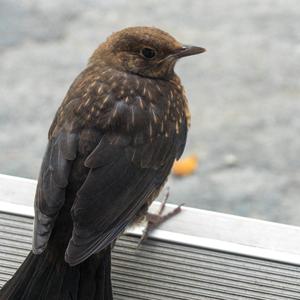 Eurasian Blackbird