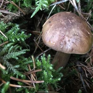 Bay Bolete