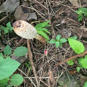 Shaggy Mane