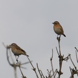 Braunkehlchen