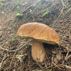 King Bolete