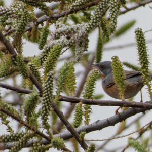 Subalpine Warbler