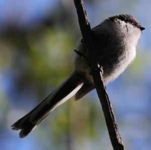 Long-tailed Tit