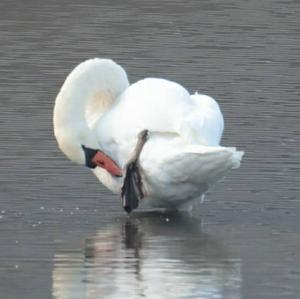 Mute Swan