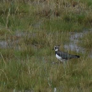 Northern Lapwing