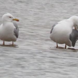 Herring Gull