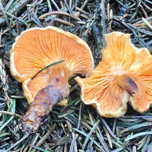 Chanterelle, Common