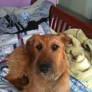 Irish Terrier