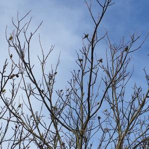 Eurasian Siskin