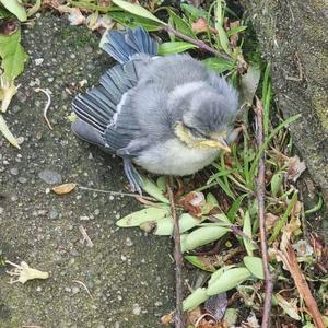 Blue Tit