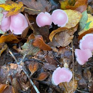 Pink Mycena