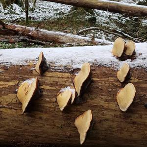 Red-belted Polypore