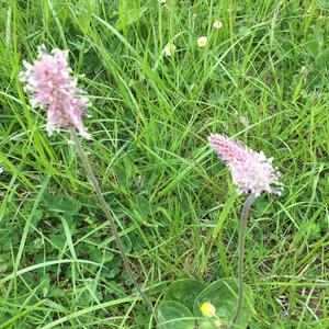 Ribwort Plantain