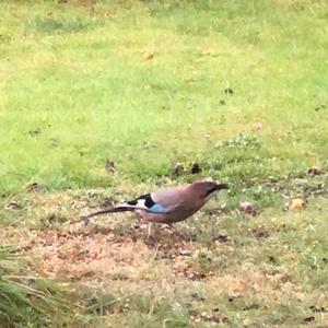 Eurasian Jay