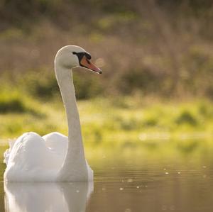 Mute Swan