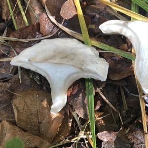 Sweetbread Mushroom