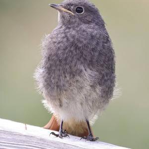 Black Redstart