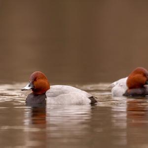 Common Pochard