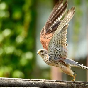 Common Kestrel