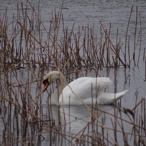 Höckerschwan