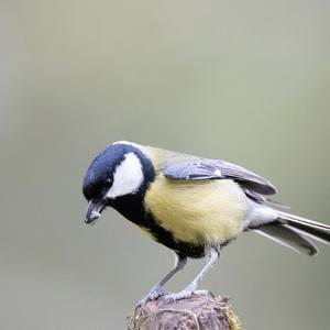 Great Tit