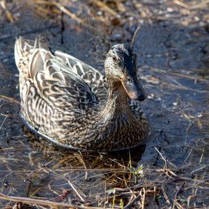 Mallard