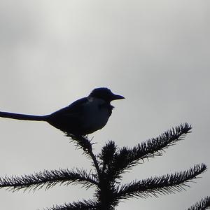 Black-billed Magpie