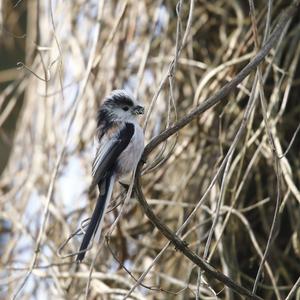 Long-tailed Tit