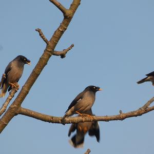 Jungle Myna