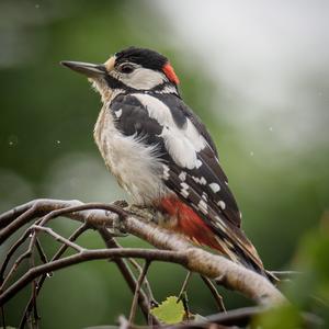 Great Spotted Woodpecker