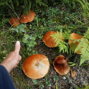 Orange Birch Bolete