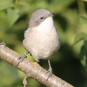 Lesser Whitethroat