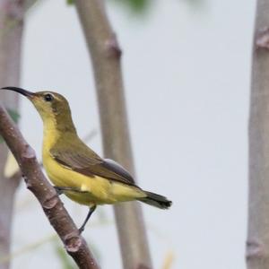 Grünrückennektarvogel